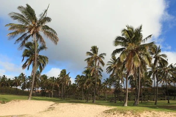 Påskön palm skog — Stockfoto