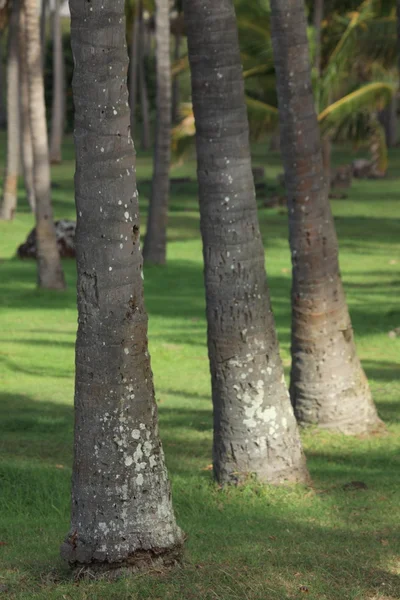 Påskön palm skog — Stockfoto