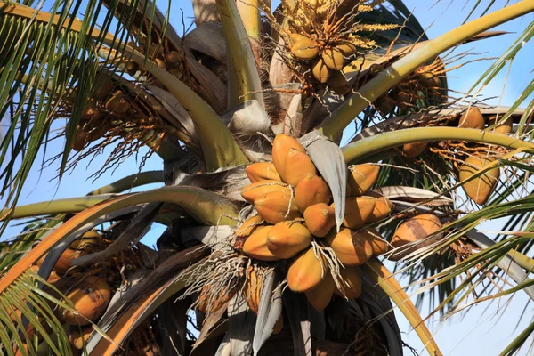 Paaseiland palm bos — Stockfoto