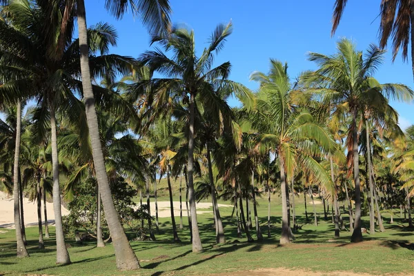 Påskön palm skog — Stockfoto