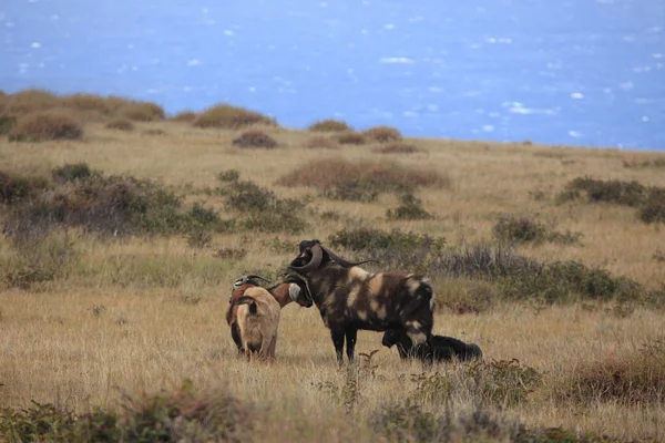 Dzikie kozy na wyspie Wielkanocnej — Zdjęcie stockowe