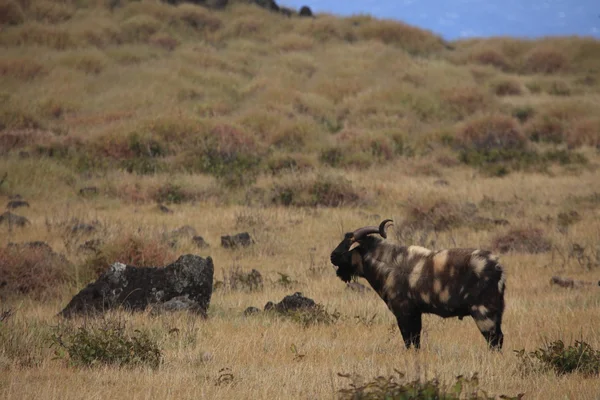 Dzikie kozy na wyspie Wielkanocnej — Zdjęcie stockowe