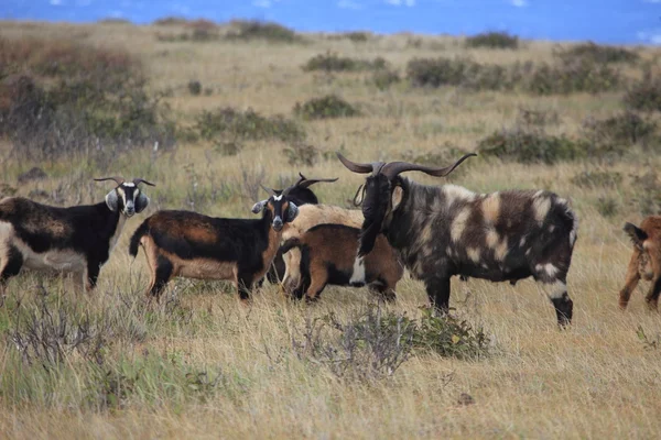 Cabras selvagens na ilha da Páscoa — Fotografia de Stock