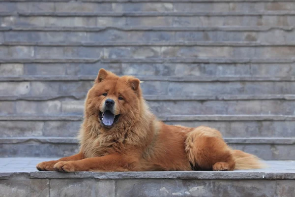 Chow chow σκύλου — Φωτογραφία Αρχείου