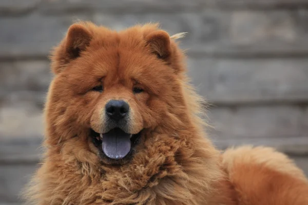 Chow chow kutya — Stock Fotó