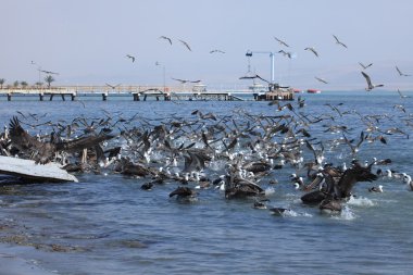 deniz kuşları balıkçılık
