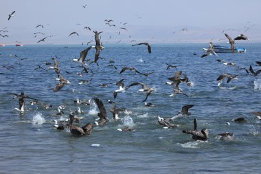 deniz kuşları balıkçılık