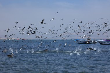 deniz kuşları balıkçılık