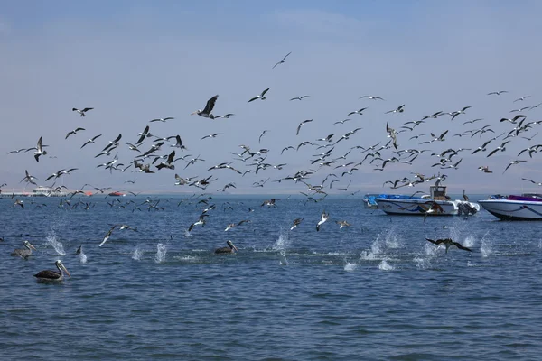 Риболовля морських птахів — стокове фото