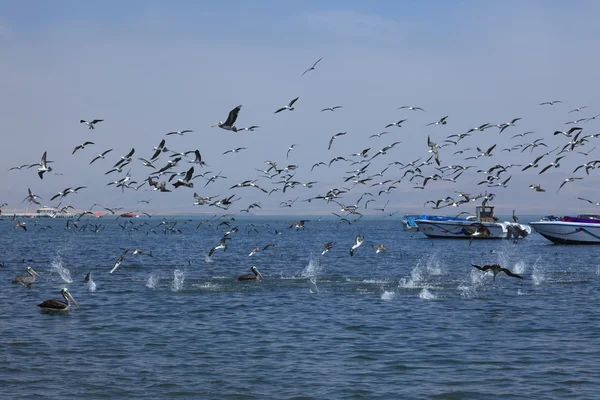 海鸟钓鱼 — 图库照片