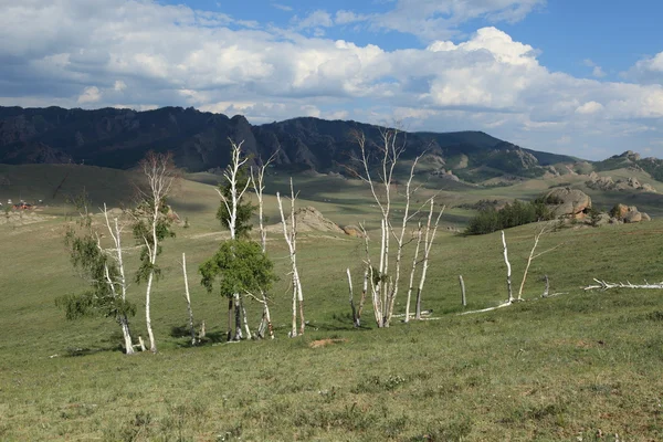 Foresta di betulle in Mongolia — Foto Stock