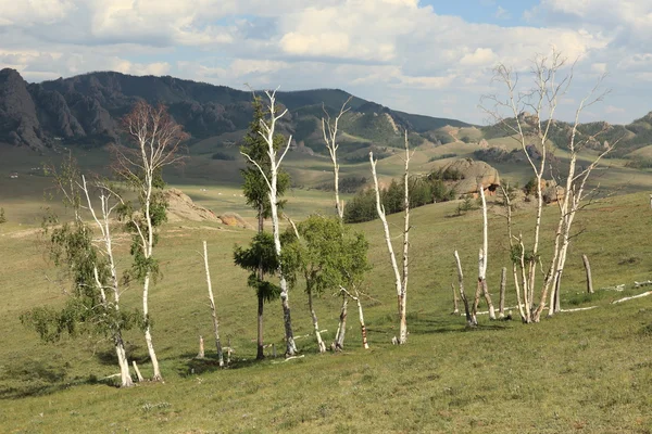 Březový les v Mongolsku — Stock fotografie