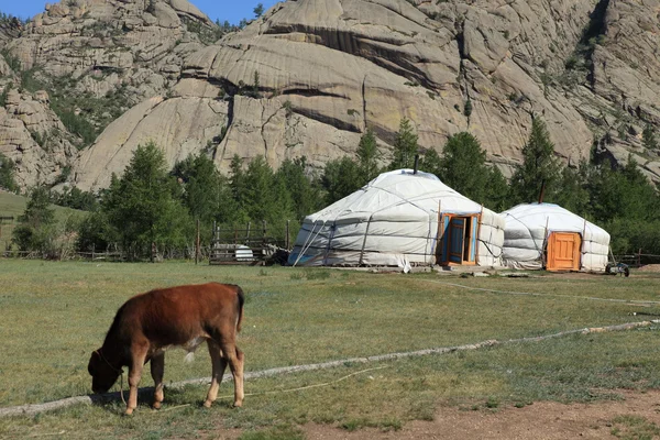 Yurt Village Gorkhi Terelj Nationalpark Mongolië — Stockfoto