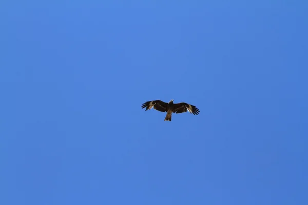 Schwarzdrachen von unten — Stockfoto