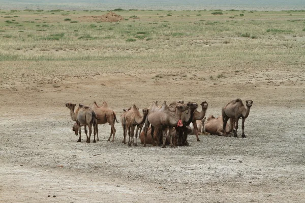 Camellos en el desierto mongoliano Gobi — Foto de Stock