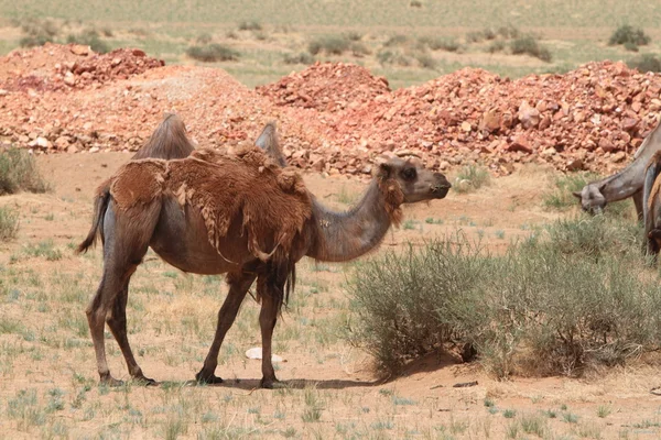 Camels in the mongolian desert Gobi — Stock Photo, Image