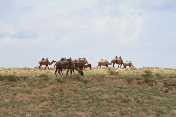 Kamelen in de Mongoolse gobi woestijn — Stockfoto