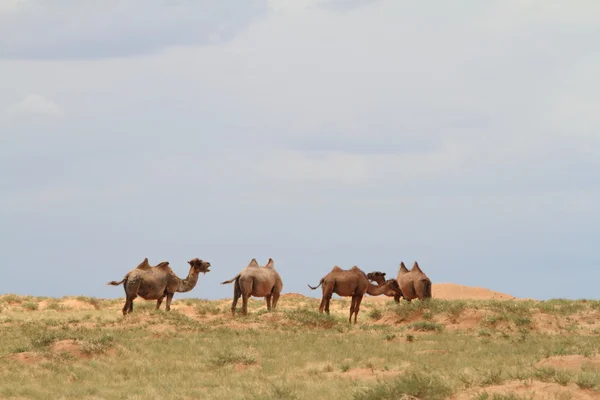 Kamelen in de Mongoolse gobi woestijn — Stockfoto