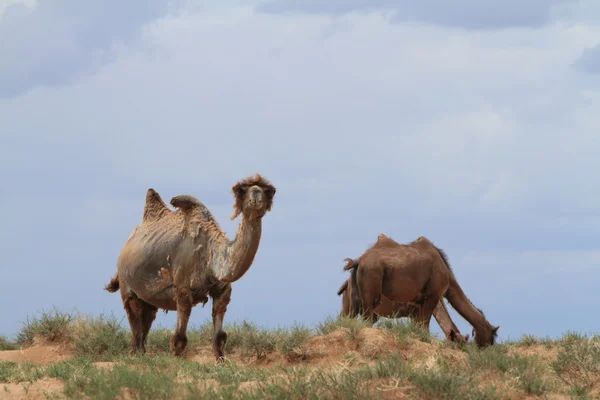 ラクダはモンゴルのゴビを砂漠します。 — ストック写真