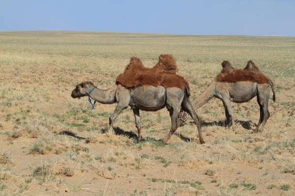 Kamelen in de Mongoolse gobi woestijn — Stockfoto