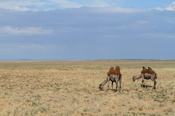 Camellos en el desierto mongoliano Gobi — Foto de Stock