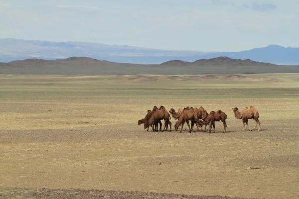 Kamele in der mongolischen Wüste Gobi — Stockfoto