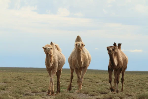 Kamel in der mongolischen Wüste Gobi — Stockfoto