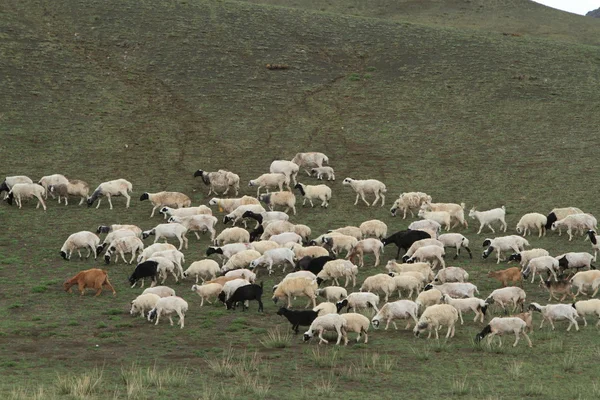 Ovejas en la estepa mongoliana — Foto de Stock