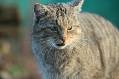 Avrupa yaban kedisi veya orman kedi