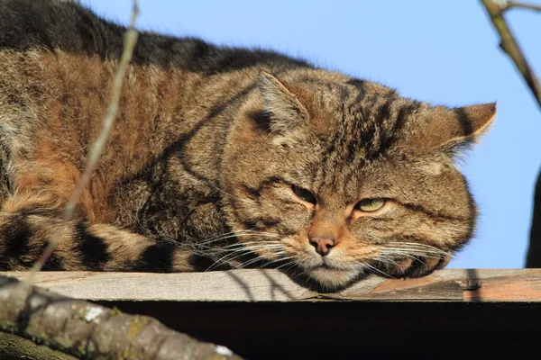 European Wild Cat or Forest Cat — Stock Photo, Image