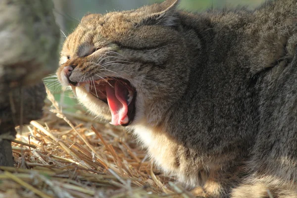 유럽 야생 고양이 또는 숲 고양이 — 스톡 사진