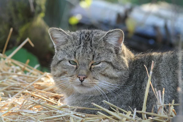 European Wild Cat or Forest Cat — Stock Photo, Image