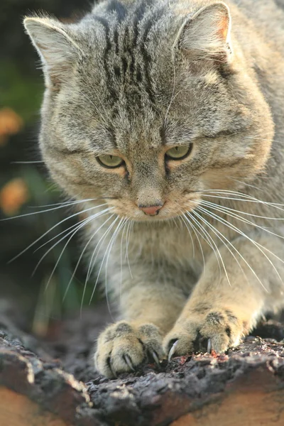 European Wild Cat or Forest Cat — Stock Photo, Image