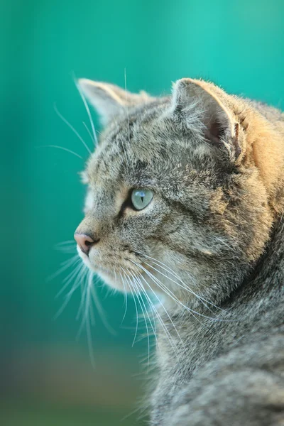 Gato salvaje europeo o gato del bosque — Foto de Stock