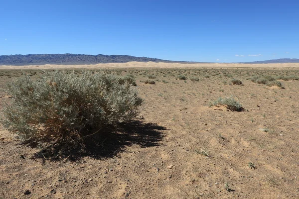 Pflanzen in der Wüste Gobi — Stockfoto