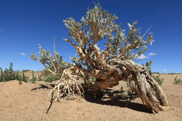 Pflanzen in der Wüste Gobi — Stockfoto