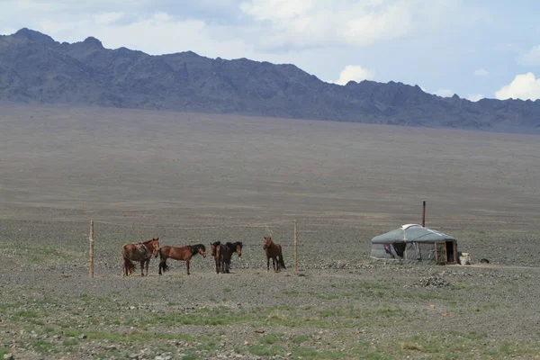 Villaggio Yurt nel deserto Gobi della Mongolia — Foto Stock