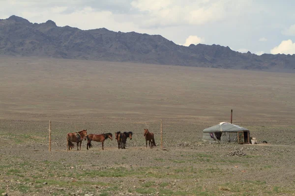 Yurt by i öknen Gobiöknen i Mongoliet — Stockfoto