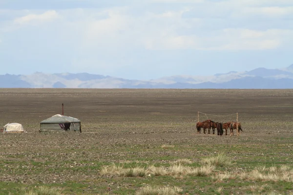 Vila Yurt no deserto Gobi da Mongólia — Fotografia de Stock