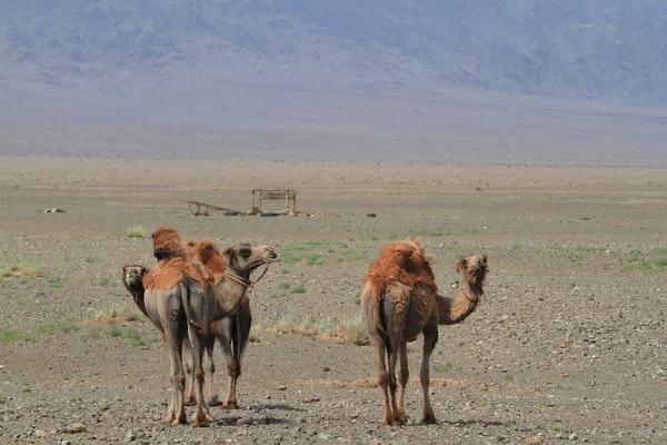 Καμήλες στην έρημο Γκόμπι — Φωτογραφία Αρχείου