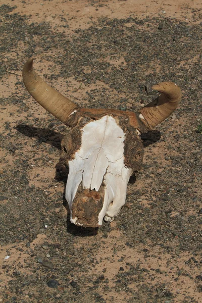 Cráneo de vaca y caballo — Foto de Stock