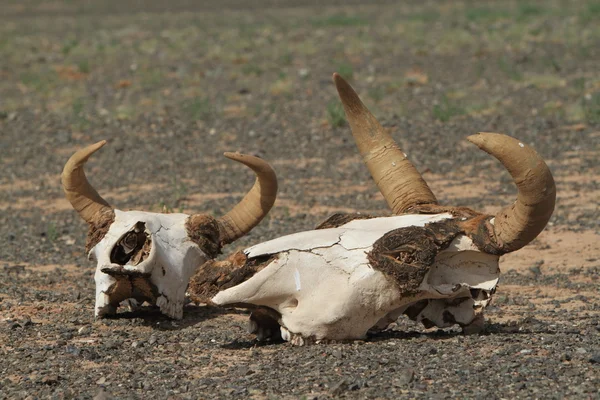 Skull of Cow and Horse — Stock Photo, Image