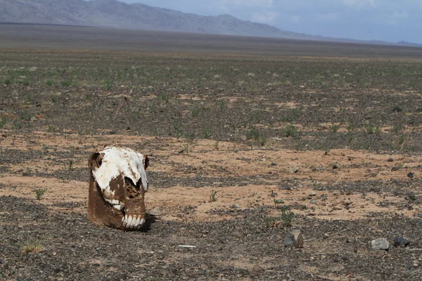 牛と馬の頭蓋骨 — ストック写真