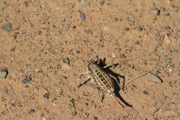 Brown Desert Locust — Stock Photo, Image
