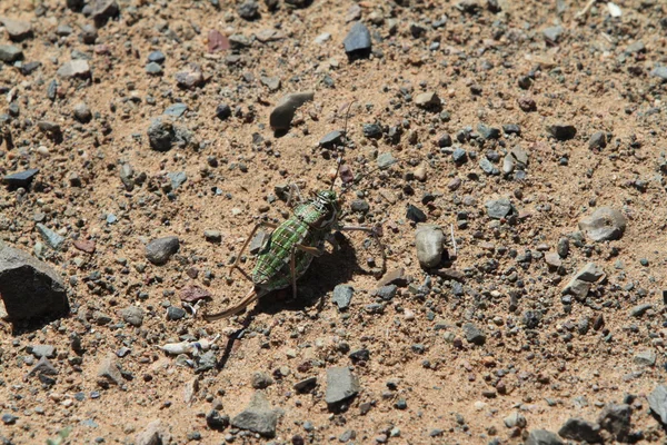 녹색 사막 메뚜기 — 스톡 사진