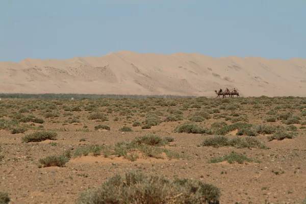 在沙漠中的骆驼商队戈壁 — 图库照片