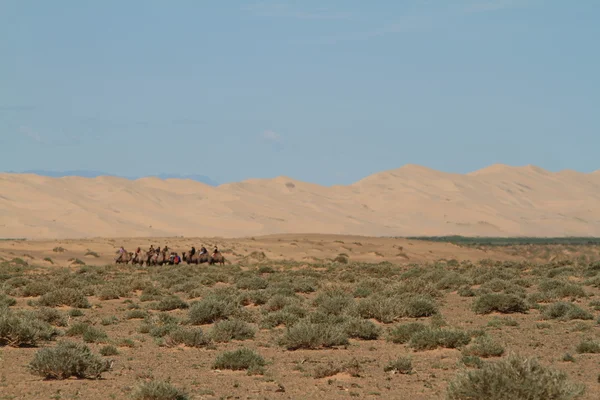 Velbloudí karavana v poušti gobi — Stock fotografie