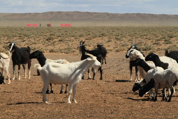 Cabras y ovejas —  Fotos de Stock