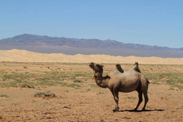 Camel Caravan in the Desert Gobi — Stock Photo, Image