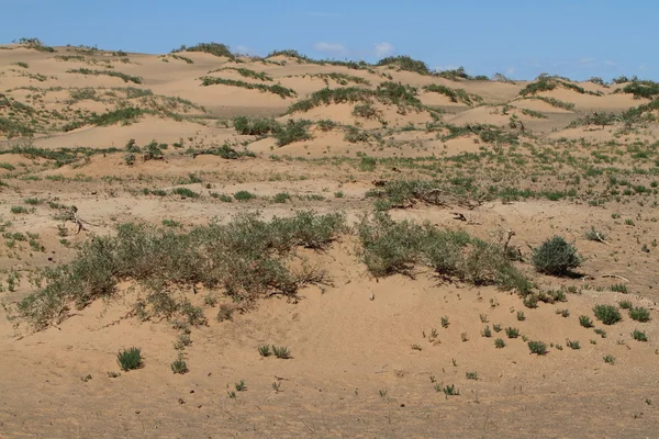オアシスは砂漠でゴビ砂漠モンゴル — ストック写真